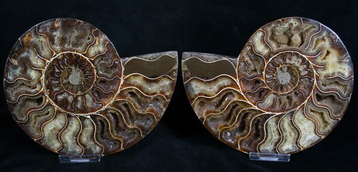 Polished Ammonite Pair - Agatized Chambers #8419